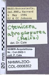 Etiketten zu Setasomus atropurpureus (Melsheimer, 1845) (NHMW-ZOO-COL-0008352)